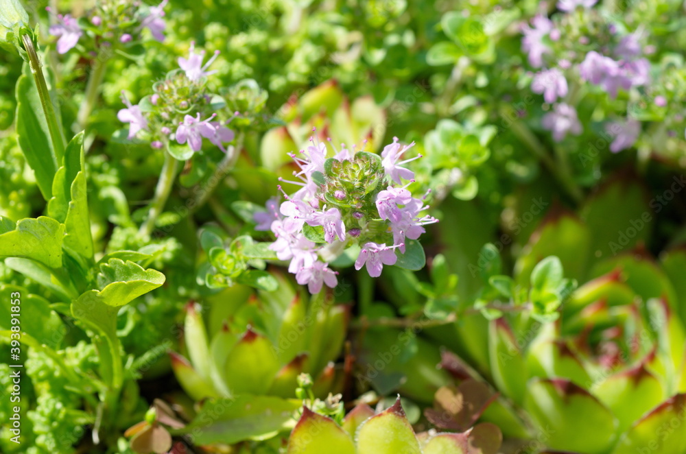 Creeping thyme (lat. Thymus serpyllum) blooms in the garden Creeping thyme (lat. Thymus serpyllum) blooms in the garden