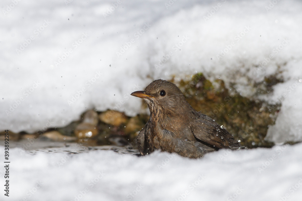 Amsel (Turdus merula) Weibchen Amsel (Turdus merula) Weibchen