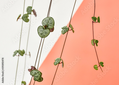 Close-up of some heart shaped leaves of a Ceropegia woodii, also known as chain of hearts or collar of hearts. The wall behind it is painted in white and pink. photo