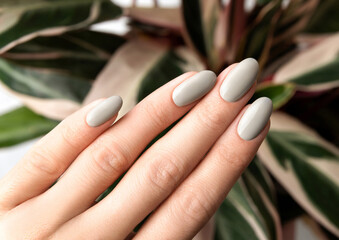 Stickers Manicure Manicure handen bij groene kamerplant  © Darya Lavinskaya