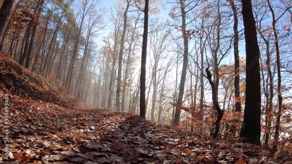 Herbstwald mit Nebel und Sonnenstrahlen Herbstwald mit Nebel und Sonnenstrahlen
