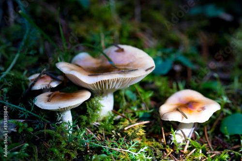 Forest mushrooms in nature, shot close-up macro photography. 