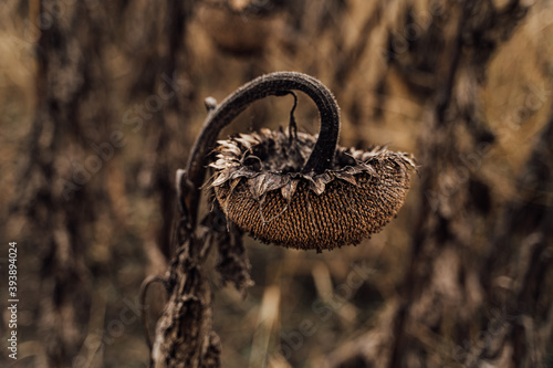 dry sunflower disappointed sad looking down. dry sunflowers in the autumn field. Gloomy brown sepia colors, bow your head. Metaphor of failure, frustration,  melancholy. Beautiful artistic photo