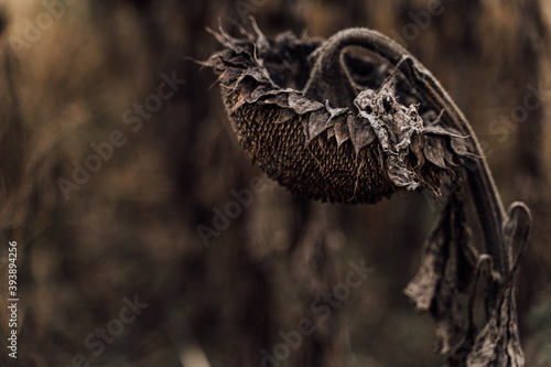 Beautiful artistic photo of dry sunflower disappointed sad looking down. dry sunflowers in the autumn field. Gloomy brown sepia colors, bow your head. Metaphor of failure, frustration, melancholy