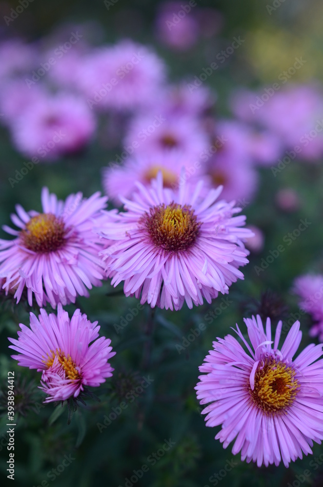 Close up on a violet alpine aster flowers on a meadow in a city park, green turquois background Close up on a violet alpine aster flowers on a meadow in a city park, green turquois background