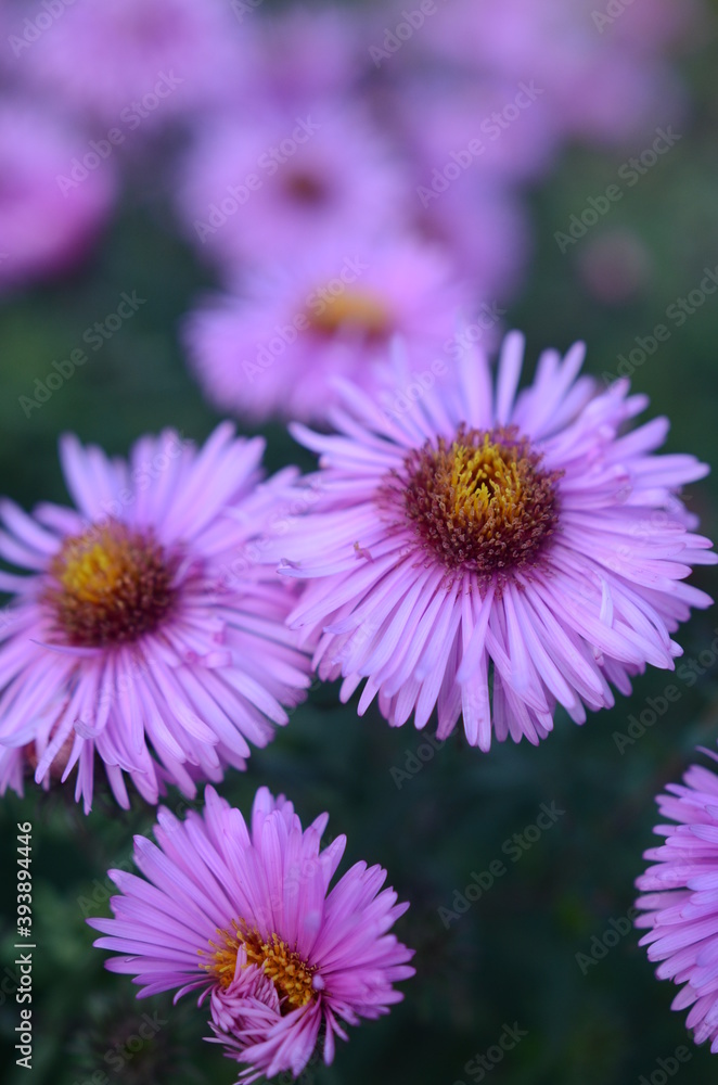 Close up on a violet alpine aster flowers on a meadow in a city park, green turquois background Close up on a violet alpine aster flowers on a meadow in a city park, green turquois background