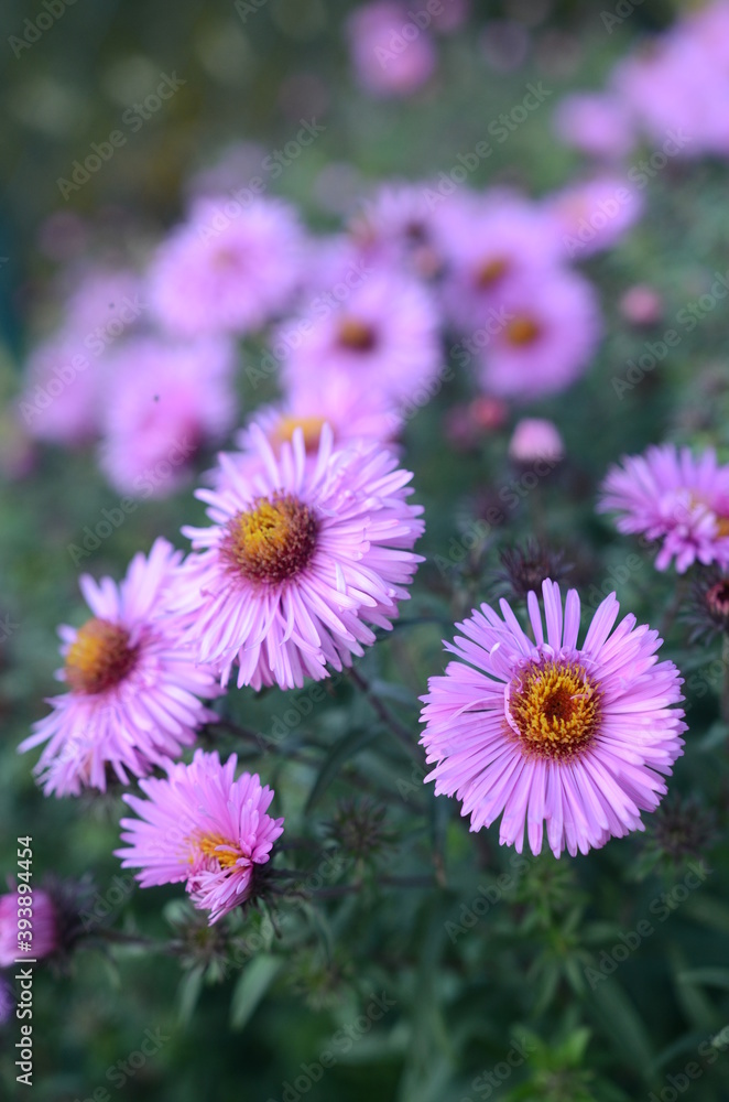 Close up on a violet alpine aster flowers on a meadow in a city park, green turquois background Close up on a violet alpine aster flowers on a meadow in a city park, green turquois background