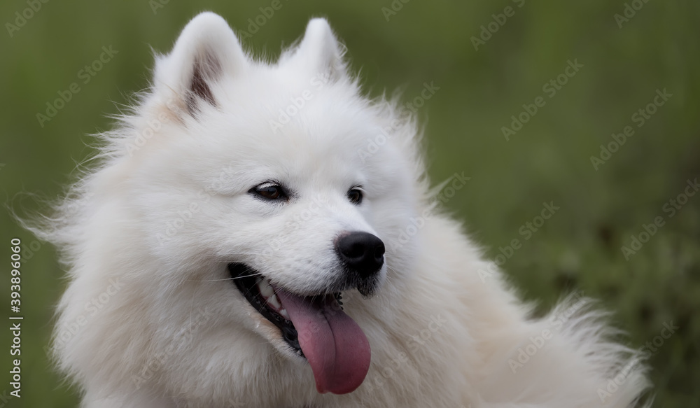 close up portrait of a samoyed dog