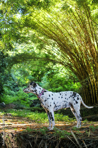 dog in the woods