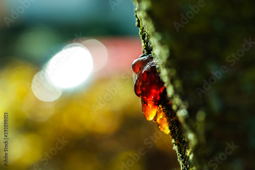 Red drop of resin in sunlight