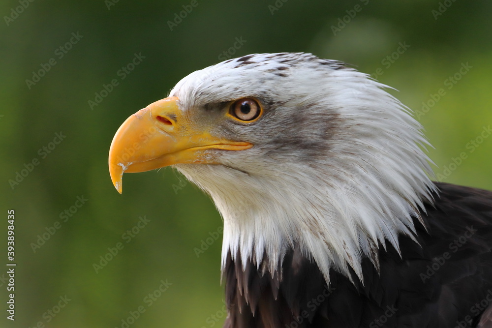 Retrato de un aguila calva