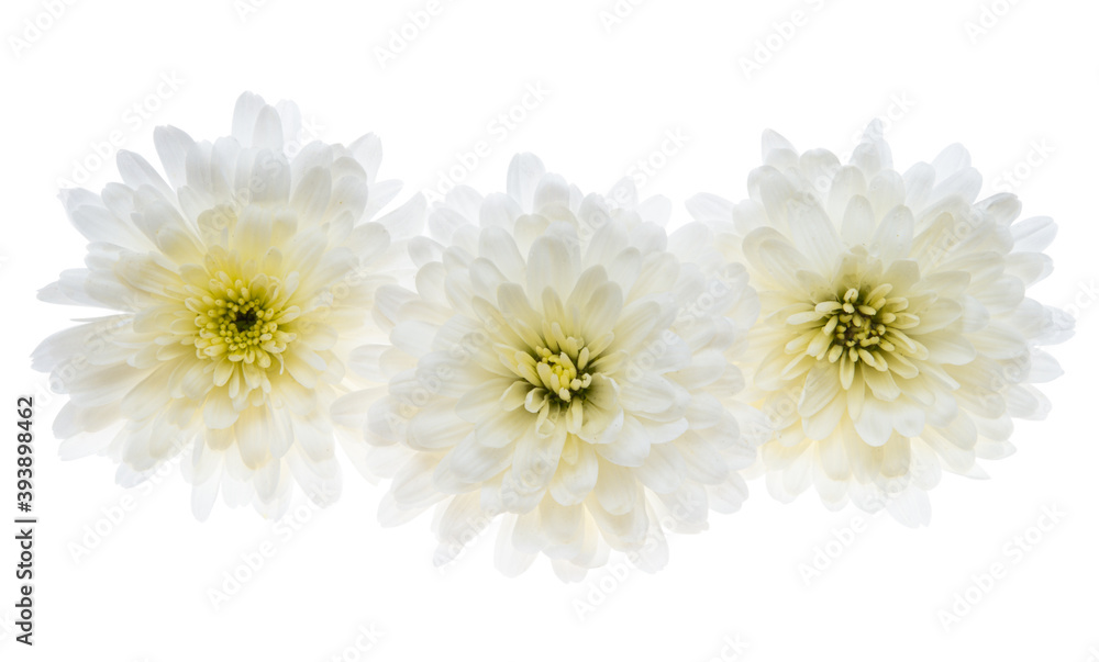 Obraz premium white chrysanthemum isolated
