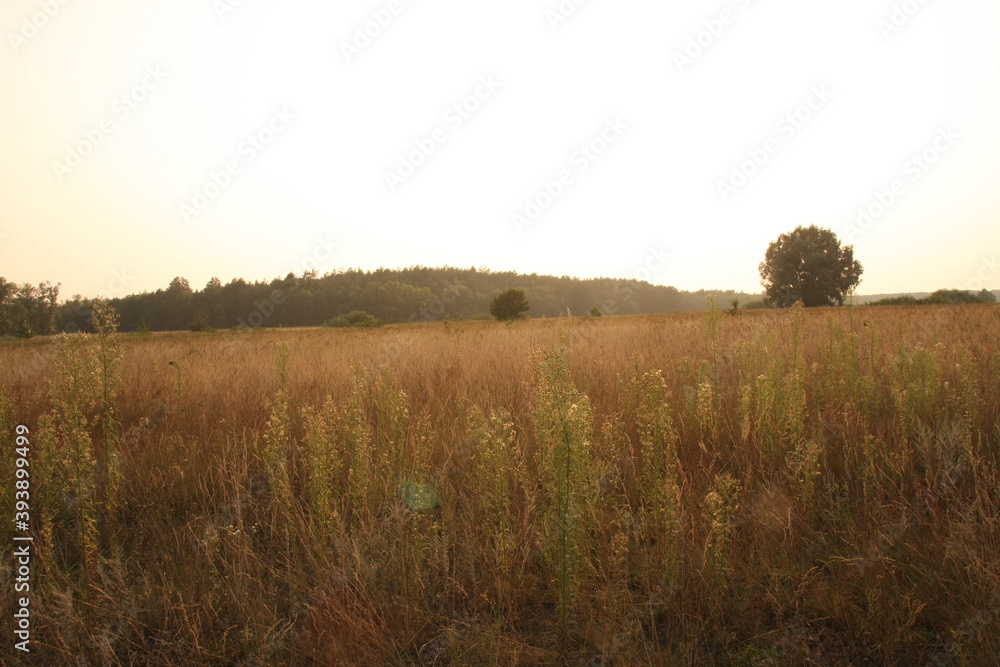 Fototapeta premium morning in the field