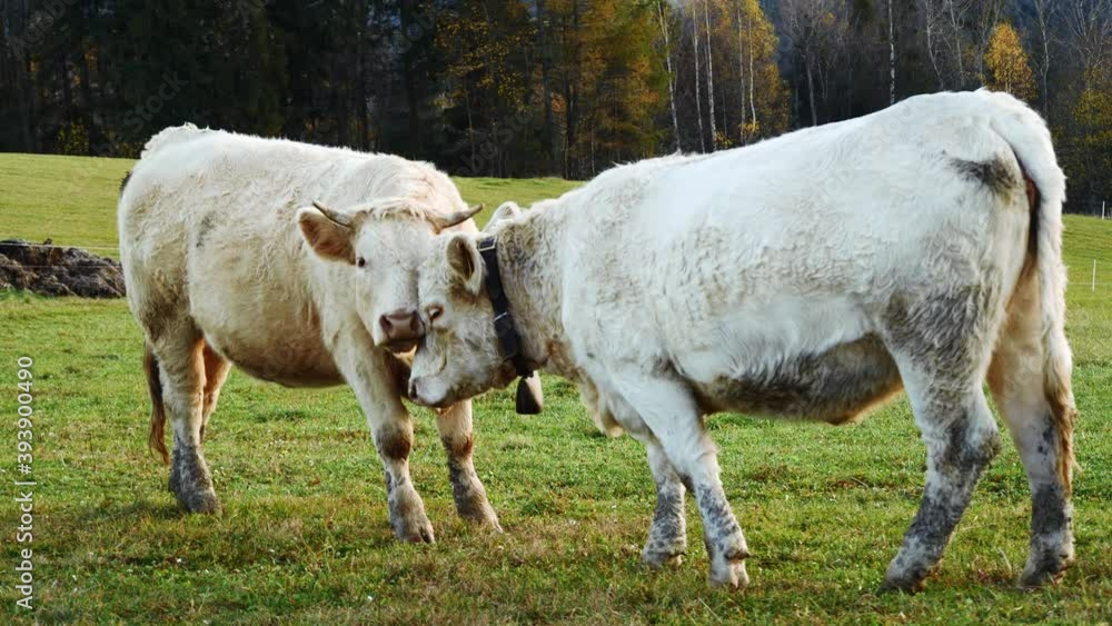 Cows in the mountains. Happy alpine milky cows are grazing in the grass. Rural scene, in the background Tatra mountains, Poland, Europe. Well-fed, well-groomed alpine cows, bulls and calfs. Cows in the mountains. Happy alpine milky cows are grazing in the grass. Rural scene, in the background Tatra mountains, Poland, Europe. Well-fed, well-groomed alpine cows, bulls and calfs.