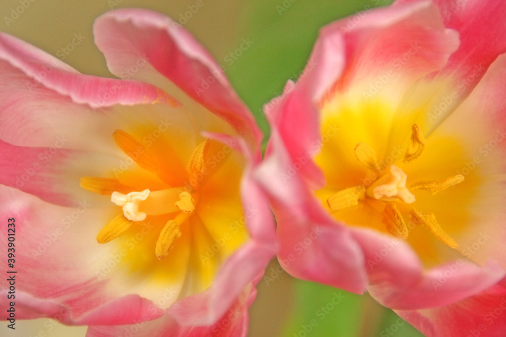 pink tulip flowers