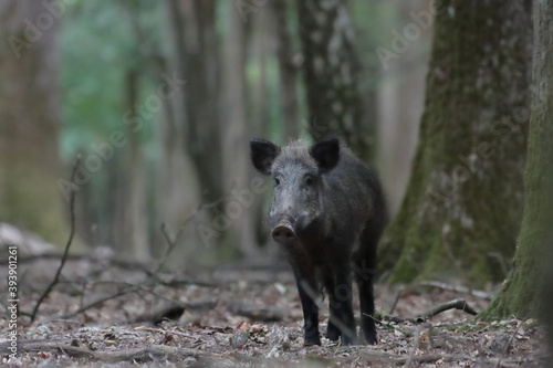 Retrato de un jabali en el bosque