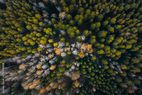  Aerial view over deforestation. Tree felling in the middle of forest. Autumn colors at sunrise. Abstract look on earth texture. 