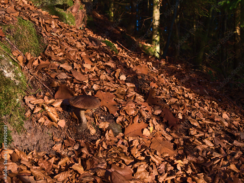 Obraz premium Single mushroom on forest ground surrounded by lush foliage of brown colored withered leaves in Black Forest, Germany in the evening sun in autumn season.