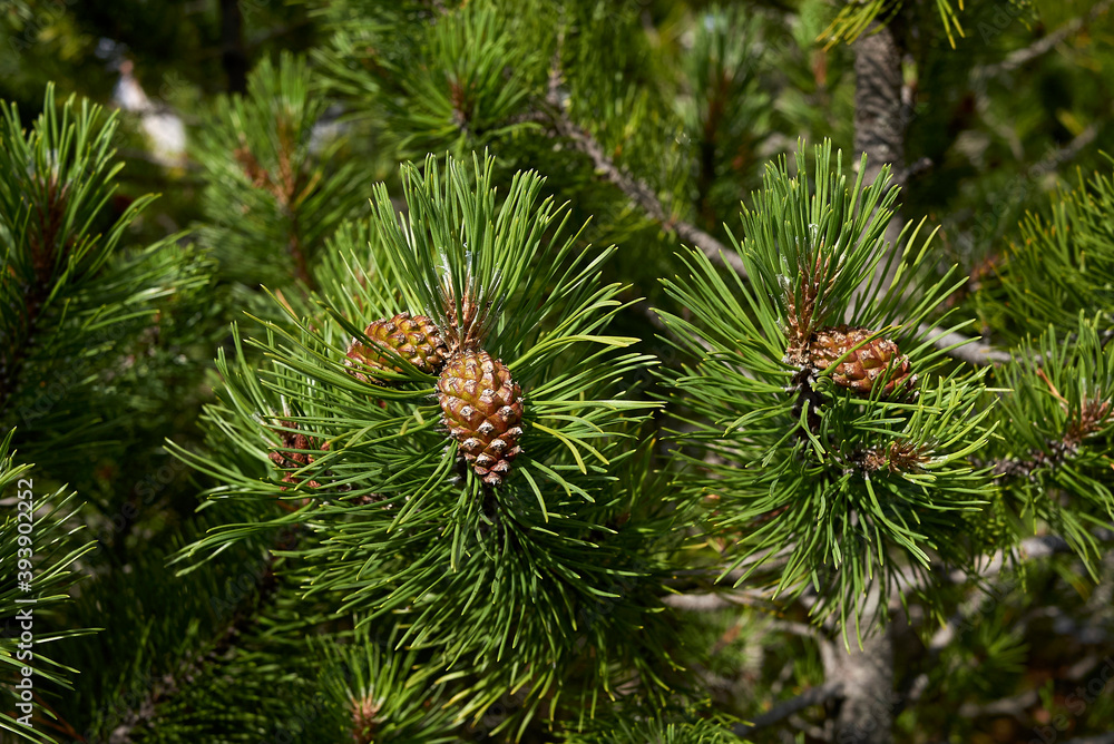 Pinus mugo Pinus mugo
