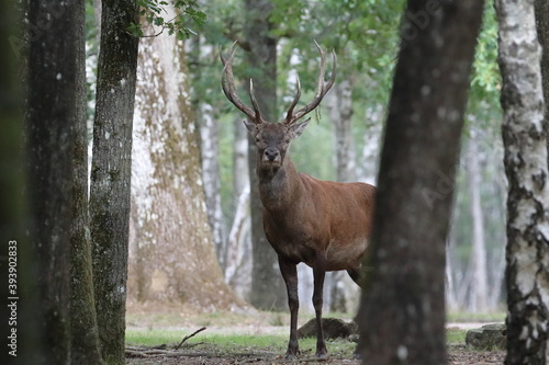 Retrato de ciervo en un bosque