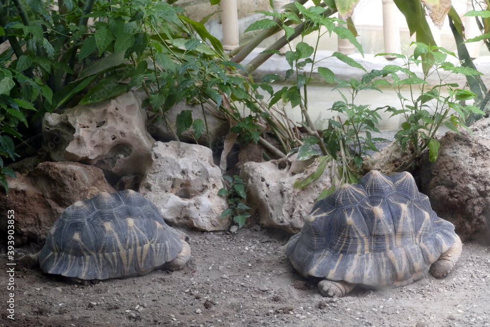Obraz premium The animals of the biopark of rome,italy (zoological garden)