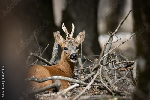 Corzo macho tumbado en unas ramas © Jordi