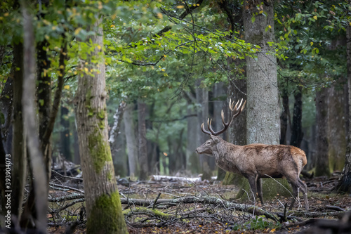 Ciervo en el bosque © Jordi