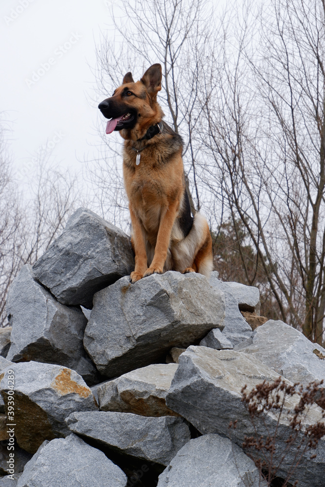 Alpha female German Shepherd dog dominant position on stones Alpha female German Shepherd dog dominant position on stones