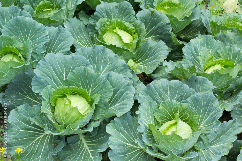 cabbage in the garden cabbage in the garden