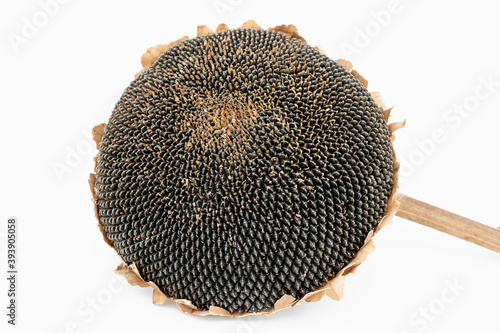Sunflower head with seeds on a white background