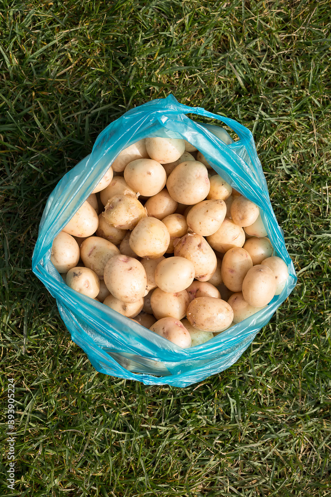 Young potato in a package on the lawn. Young potato in a package on the lawn.