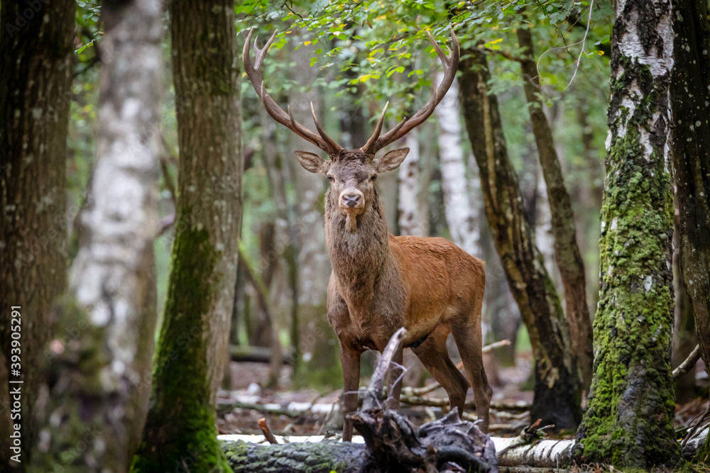 Retrato de ciervo en un bosque Retrato de ciervo en un bosque