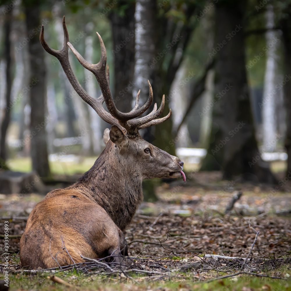 Obraz premium Ciervo tumbado en el bosque sacando la lengua