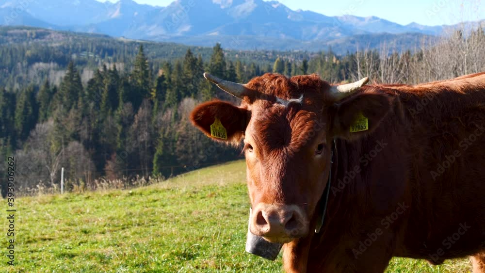 Cow in the mountains close up. Happy alpine milky cows are grazing in the grass. Rural scene, in the background high mountains, Poland, Europe. Well-fed, well-groomed alpine cows, bulls and calfs. Cow in the mountains close up. Happy alpine milky cows are grazing in the grass. Rural scene, in the background high mountains, Poland, Europe. Well-fed, well-groomed alpine cows, bulls and calfs.