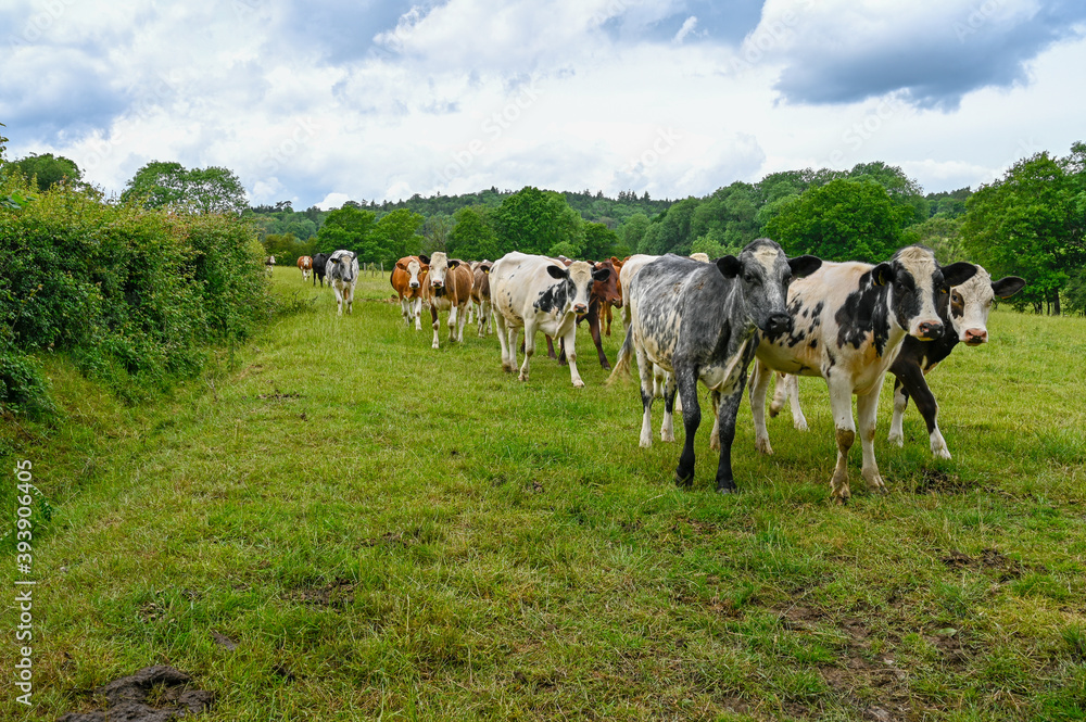 Herd of Cows walking along a hedgerow in a field. Herd of Cows walking along a hedgerow in a field.