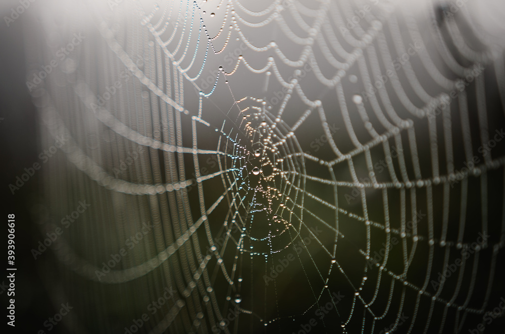 Naklejka premium spider web with water drops from a fog
