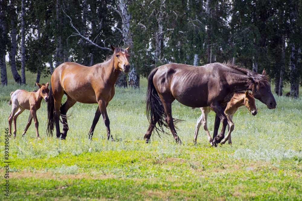 Farming. Agricultural industry. Pet. Horses with foals on free grazing in the summer. Farming. Agricultural industry. Pet. Horses with foals on free grazing in the summer.