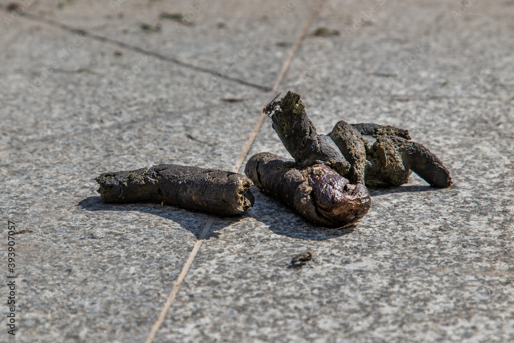 Dog feces dry on the ground street. dog on floor, Dog shit on the