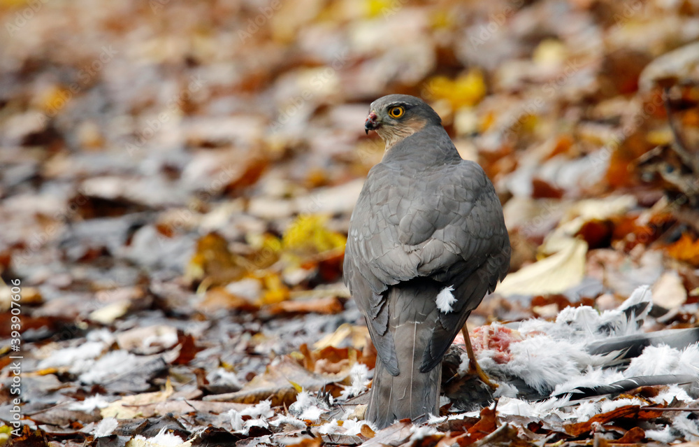 Fototapeta premium Female sparrowhawk with kill amongst autumnal leaves
