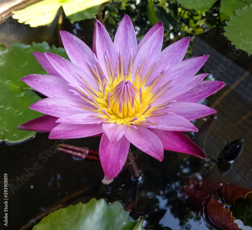 pink water lily