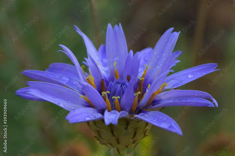 Makrobild einer blauen Rasselblume Makrobild einer blauen Rasselblume
