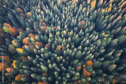 Aerial drone top down view. Yellow, orange and red autumn trees in colorful forest. Sunny day in autumn mountains photo