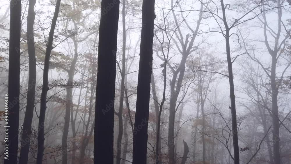 Herbstwald mit Nebel und Sonnenstrahlen, Action- Camera mit Gimbal Herbstwald mit Nebel und Sonnenstrahlen, Action- Camera mit Gimbal