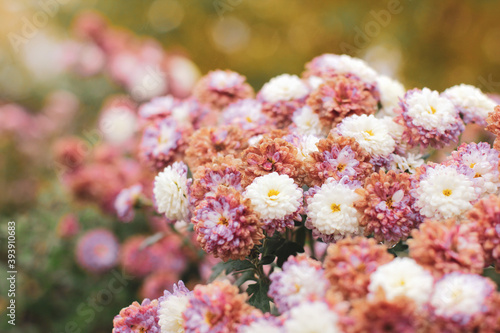 Fototapeta Naklejka Na Ścianę i Meble -  Chrysanthemums in the garden. Flowers close up. White and pink flowers. Background. Wallpaper