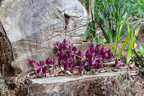 Tronco madeira cortada com plantas crescendo photo