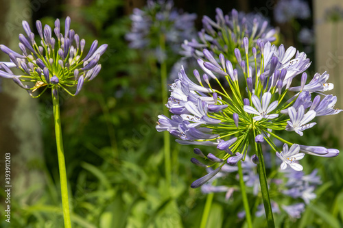 Flor violeta da Agapanthoideae da família Amaryllidaceae,  photo