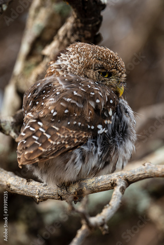 Chevêchette perlée, Glaucidium perlatum, Pearl spotted Owlet photo