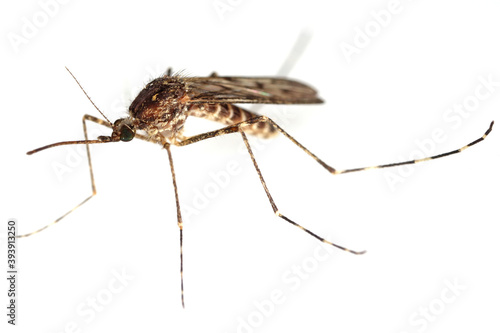 Mosquito isolated on a white background © Tomasz