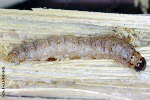 Caterpillar of The European corn borer or borer or high-flyer (Ostrinia nubilalis). It is a moth of the family Crambidae. It is a one of most important pest of corn crops.