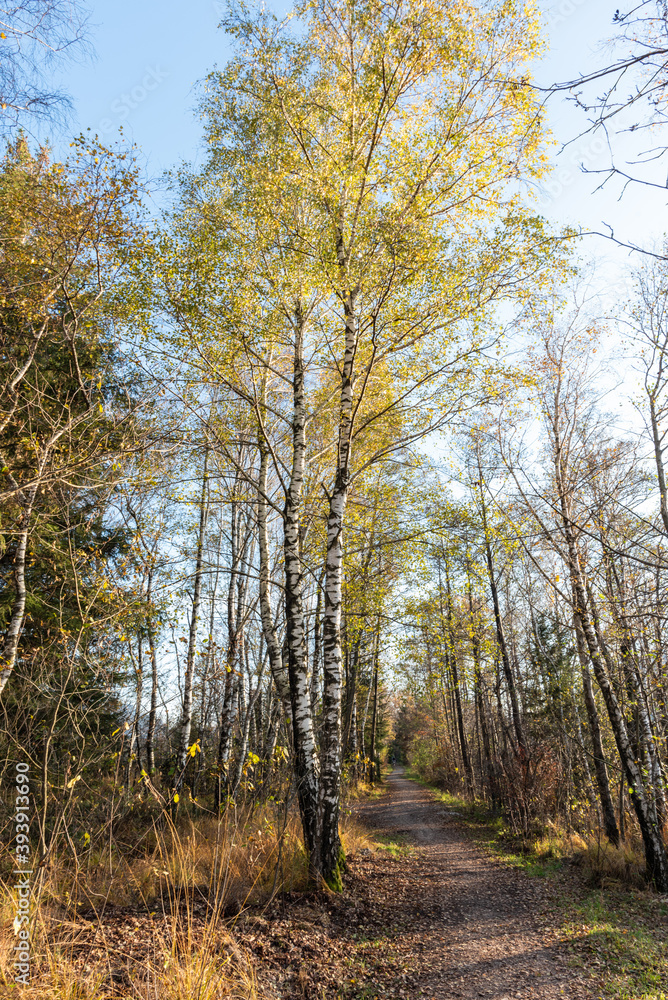 Naklejka premium Birken im Herbst im Moor am Abend bei Sonne